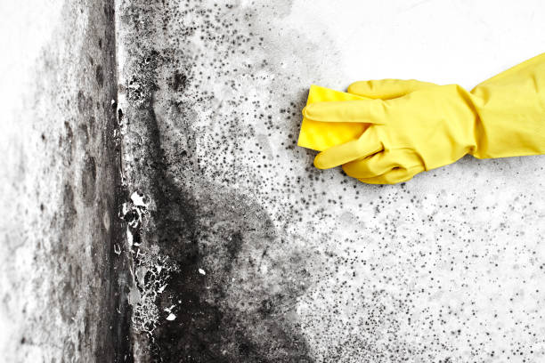 Best Commercial Mold Remediation in Clearfield, UT