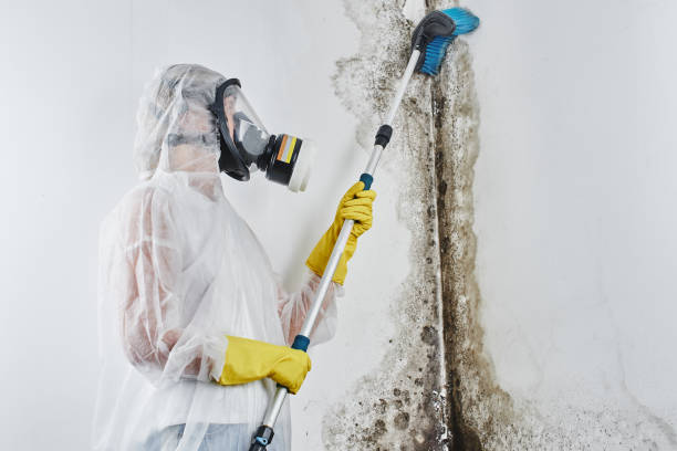 Best Industrial Mold Remediation in Clearfield, UT