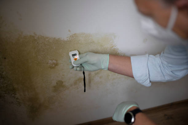 Best Emergency Mold Remediation in Clearfield, UT