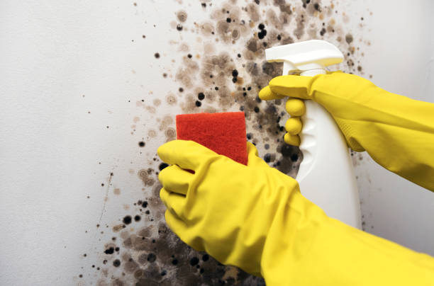 Best Localized Mold Remediation (e.g., coastal areas, humid climates) in Clearfield, UT