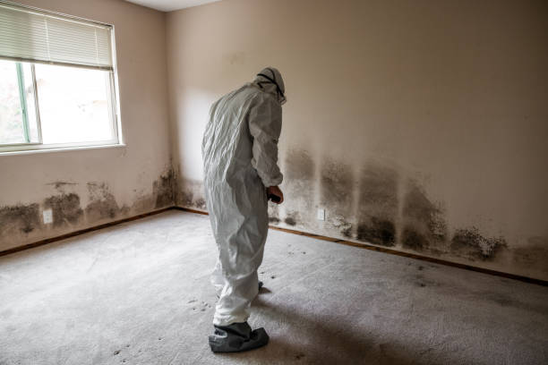 Best Residential Mold Remediation in Clearfield, UT